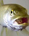 Fish!