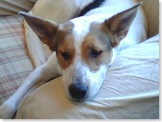 Toby Chillin on the Couch