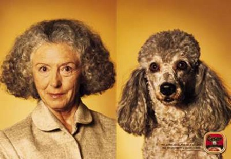 looklikedog1