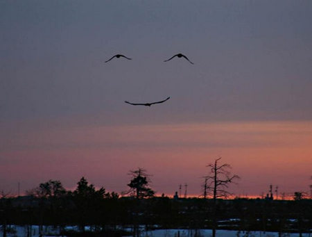 birdsmile
