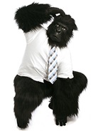 Office Animals